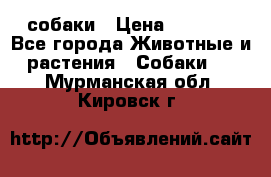 собаки › Цена ­ 2 500 - Все города Животные и растения » Собаки   . Мурманская обл.,Кировск г.